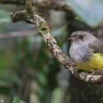 Miro à ventre jaune, Parc provincial de la Rivière bleue