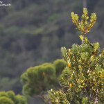 Perruche de Nouvelle-Calédonie, Parc provincial de la Rivière bleue