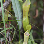 Gourdes du mineur, Nephentes vieillardii Parc provincial de la Rivière bleue