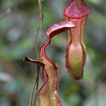 Gourdes du mineur, Nephentes vieillardii Parc provincial de la Rivière bleue