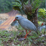Kagou huppé, Parc de la Rivière bleue