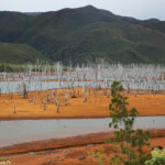 Forêt noyée, Parc provincial de la Rivière bleue