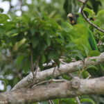 Perruche d'Ouvéa perruche d'Ouvéa