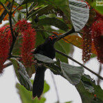 Méliphage noir, Parc Provincial de la Rivière bleue