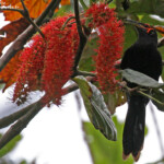 Méliphage noir, Parc Provincial de la Rivière bleue