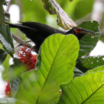 Méliphage noir, Parc Provincial de la Rivière bleue