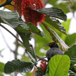 Méliphage noir, Parc Provincial de la Rivière bleue