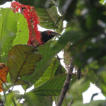 Méliphage noir, Parc Provincial de la Rivière bleue