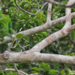 Perruche d'Ouvéa, Gîte Beauvoisin