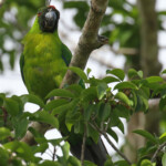 Perruche d'Ouvéa, Gîte Beauvoisin