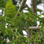 Perruche d'Ouvéa, Gîte Beauvoisin