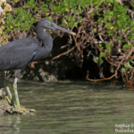 Aigrette sacrée sur la plage de Mebuet