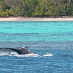 Baleine à bosse