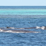 Baleines à bosse