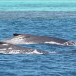Baleine à bosse