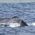Baleine à bosse