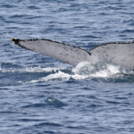 Baleine à bosse