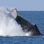 Baleine à bosse
