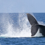 Baleine à bosse