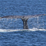 Baleine à bosse
