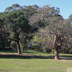 Groupe de Cacatoès funèbre, Centennial Parklands Sydney