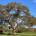 Centennial Parklands Sydney