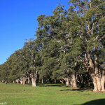 Centennial Parklands Sydney