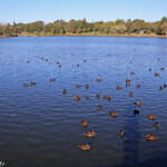 Grroupe de fuligule australe, Centennial Parklands Sydney