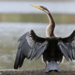 Anhinga d'Australe, Centennial Parklands Sydney