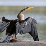 Anhinga d'Australe, Centennial Parklands Sydney