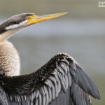 Anhinga d'Australe, Centennial Parklands Sydney