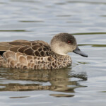Sarcelle australienne, Centennial Parklands Sydney