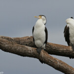 Cormoran varié, Centennial Parklands Sydney