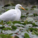 Aigrette intermédiaire, Centennial Parklands Sydney