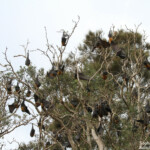 Roussette à tête grise, Centennial Parklands Sydney