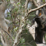 Roussette à tête grise, Centennial Parklands Sydney
