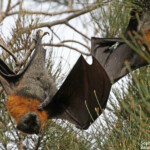 Roussette à tête grise, Centennial Parklands Sydney