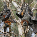 Roussette à tête grise, Centennial Parklands Sydney