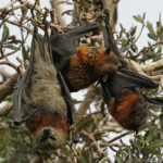 Roussette à tête grise, Centennial Parklands Sydney