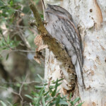 Podarge gris, Centennial Parklands Sydney