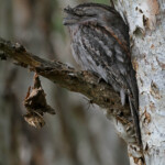 Podarge gris, Centennial Parklands Sydney