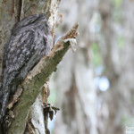 Podarge gris, Centennial Parklands Sydney