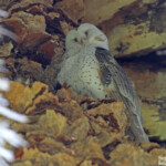 Effraie du Pacifique, Centennial Parklands Sydney