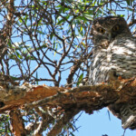 Ninoxe puissante, Centennial Parklands Sydney