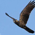 Cacatoès funèbre, Centennial Parklands Sydney