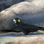 Cacatoès funèbre, Centennial Parklands Sydney