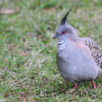Colombine longup, Centennial Parklands Sydney