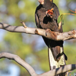 Cacatoès funèbre, Centennial Parklands Sydney