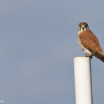 Crécerelle d'Australie, Centennial Parklands Sydney