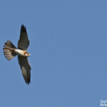 Crécerelle d'Australie, Centennial Parklands Sydney